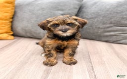 Yorkiepoo dogs for sale: Lacy - Image 3