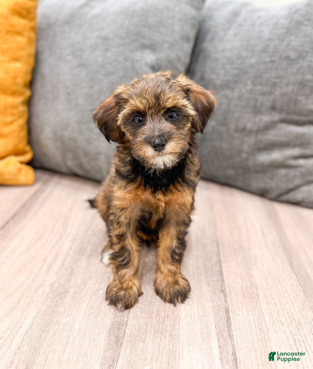 Yorkiepoo dogs for sale: Lacy - Image 3