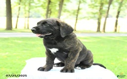 Cane Corso dogs for sale: Moonlight - Image 1