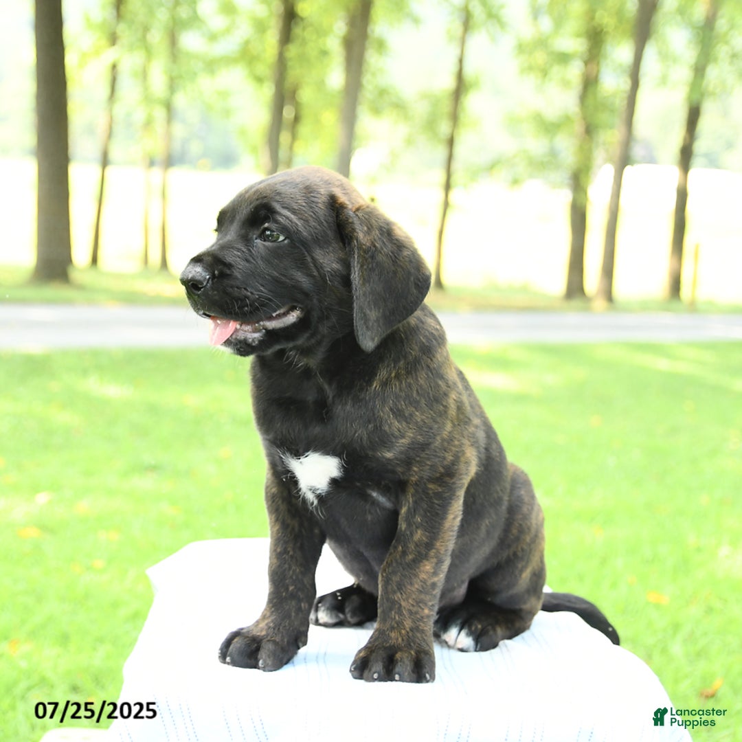 Cane Corso dogs for sale: Moonlight - Image 1