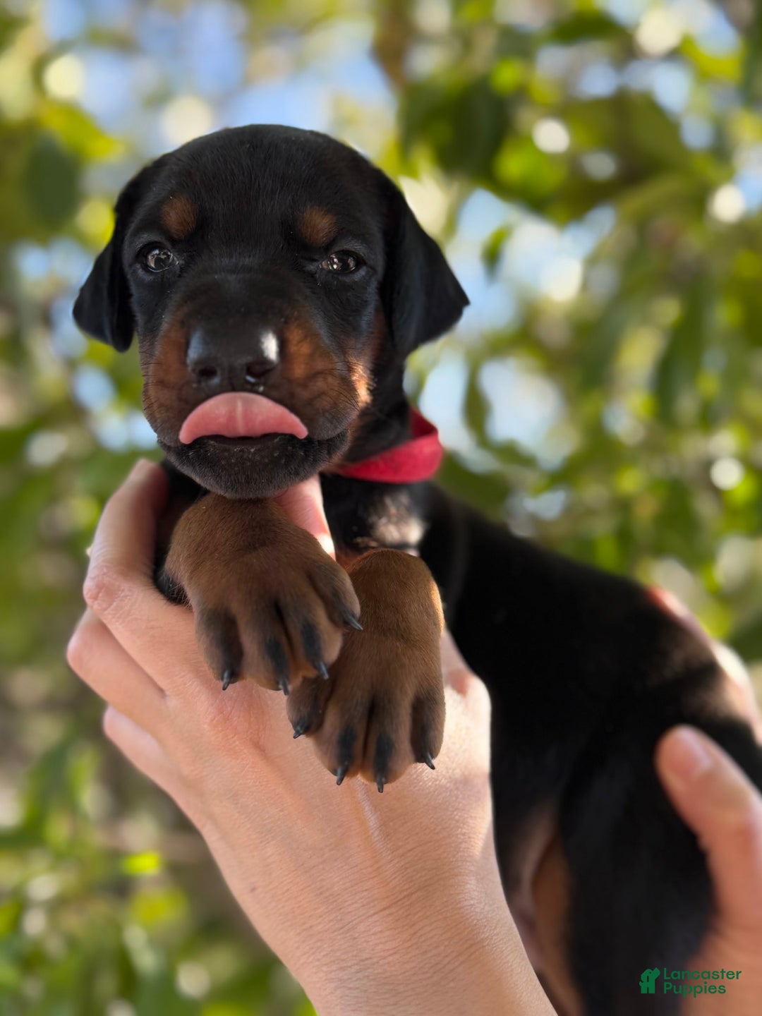 Doberman Pinscher dogs for sale: Red Collar - Image 2