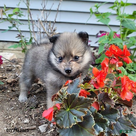 Pomeranian dogs for sale - Ad 4