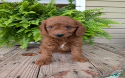 Mini Goldendoodle dogs for sale: Mini -coner - Image 18
