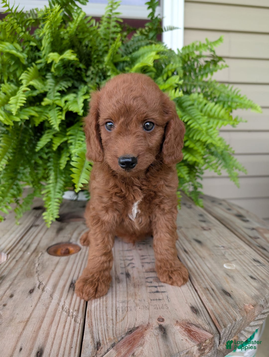 Mini Goldendoodle dogs for sale: Mini -coner - Image 18