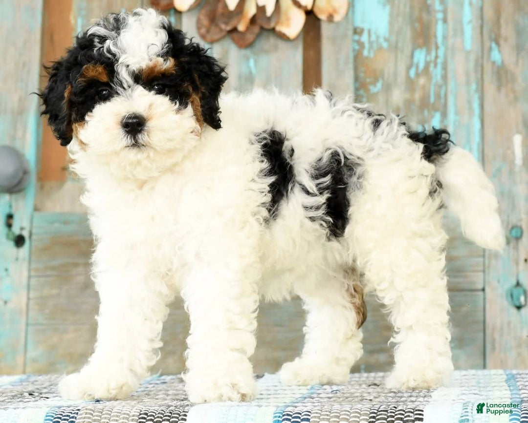 Cavapoo dogs for sale: Alexis - Image 8