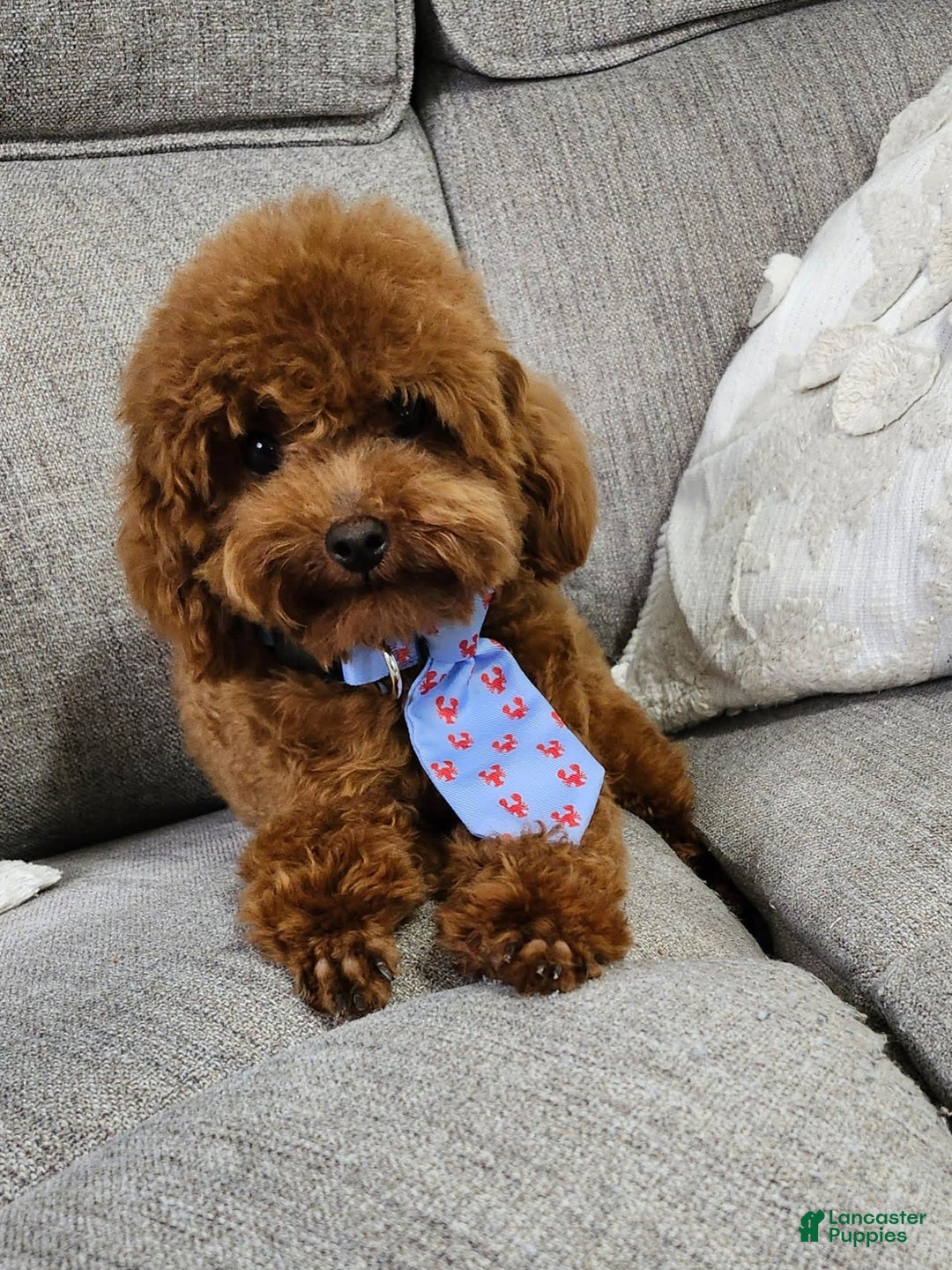 Toy Poodle dogs for sale: Vainilla - Image 8