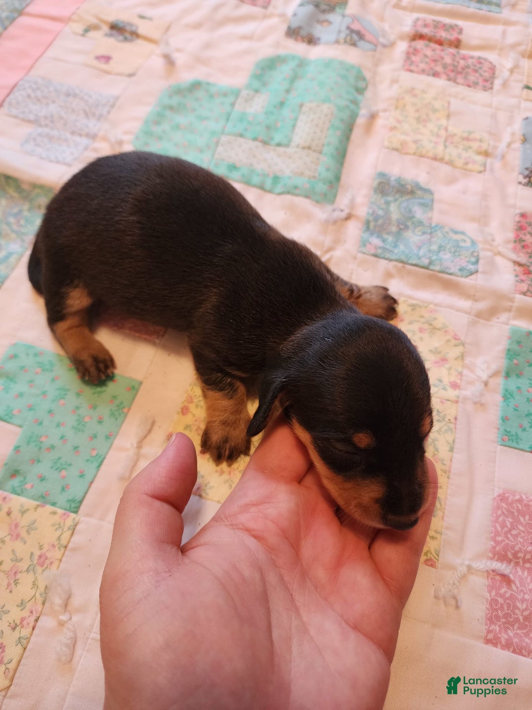 Miniature Dachshund dogs for sale: Peach - Image 5