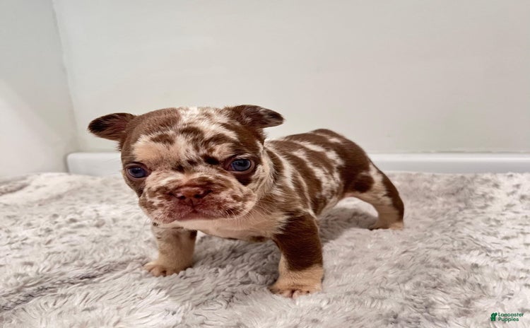 French Bulldog dogs for sale - Ad 1