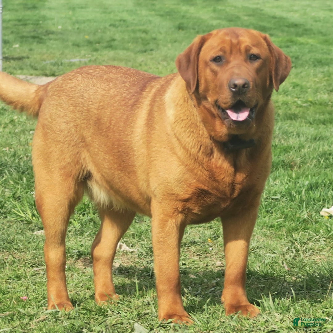 Labrador Retriever dogs for sale: Chipotle - Image 5