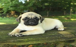 Pug dogs for sale: Jasper - Image 8