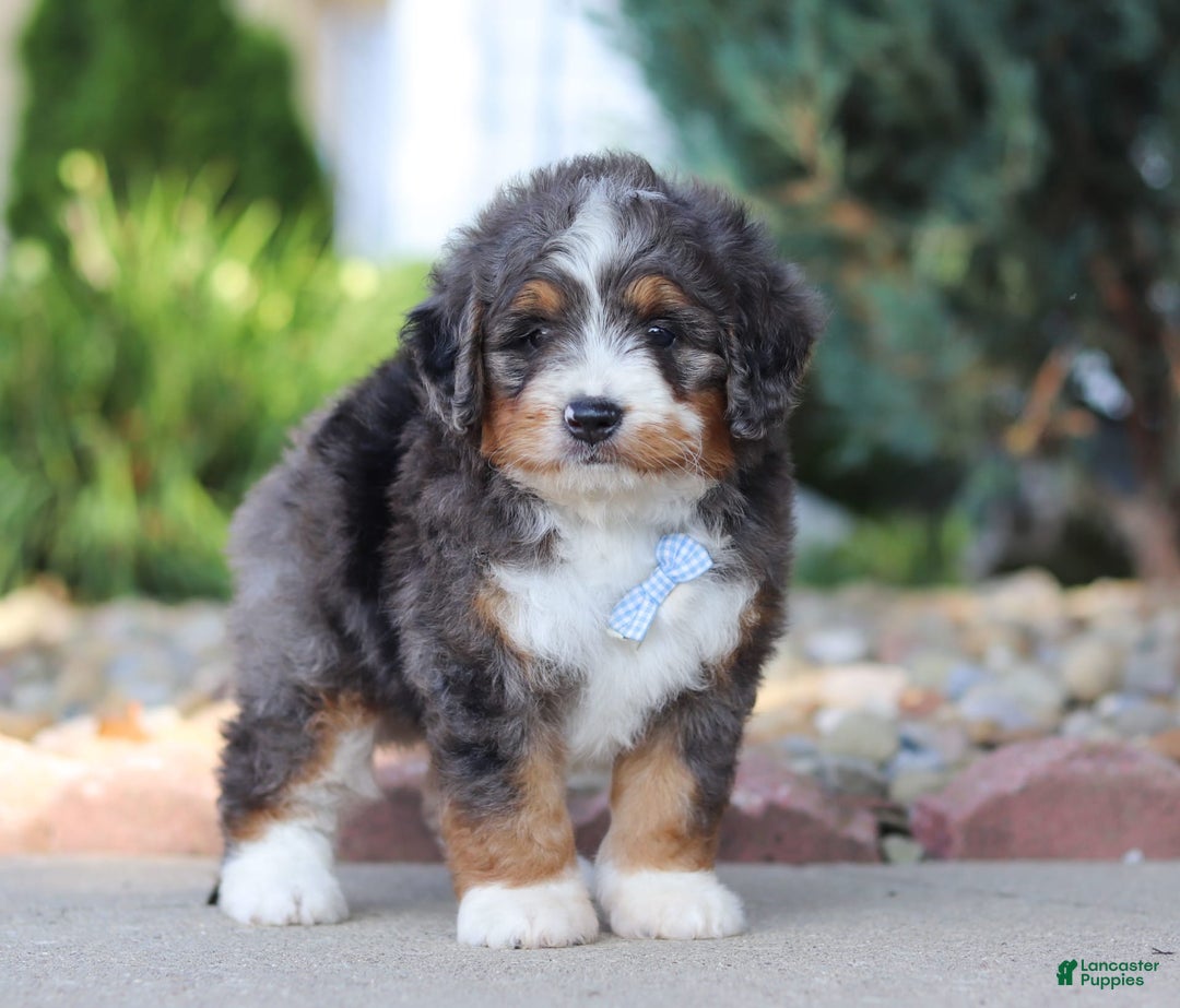 Mini Bernedoodle dogs for sale: Frank - Image 3