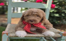 Bernedoodle dogs for sale: Gordan - Image 4