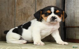 Beabull dogs for sale: Wendy - Image 6