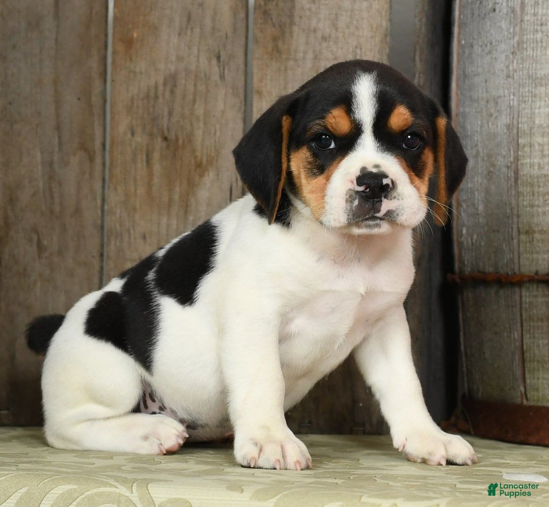 Beabull dogs for sale: Wendy - Image 6