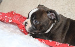 Boston Terrier dogs for sale: Dexter - Image 4