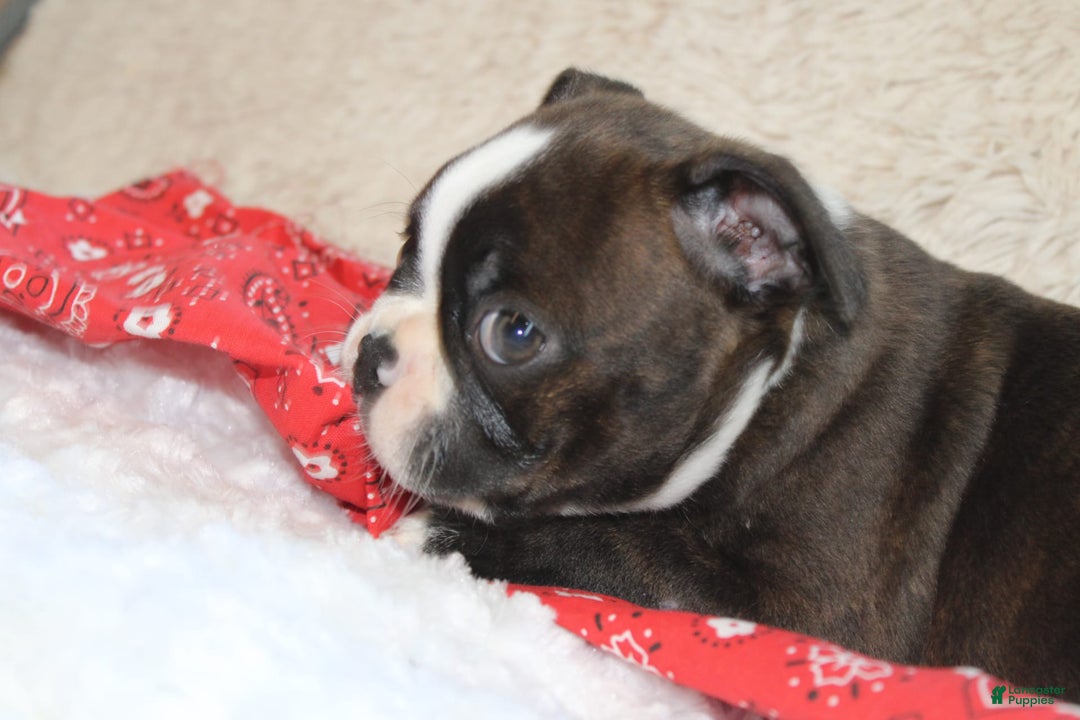 Boston Terrier dogs for sale: Dexter - Image 4
