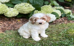 Mini Goldendoodle dogs for sale: Fluffy - Image 5
