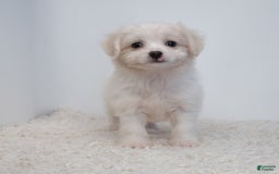 Maltipoo dogs for sale: Timothy - Image 1