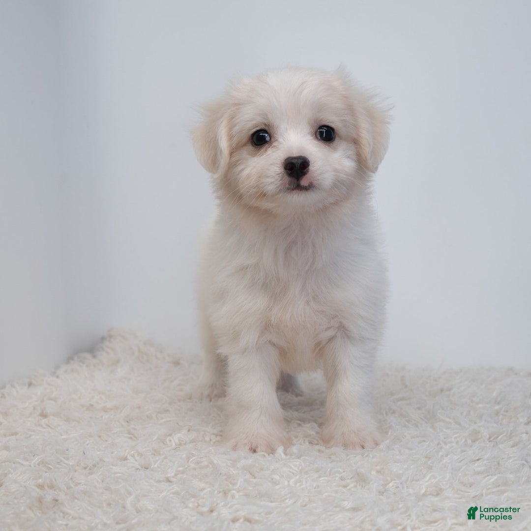 Maltipoo dogs for sale: Timothy - Image 1