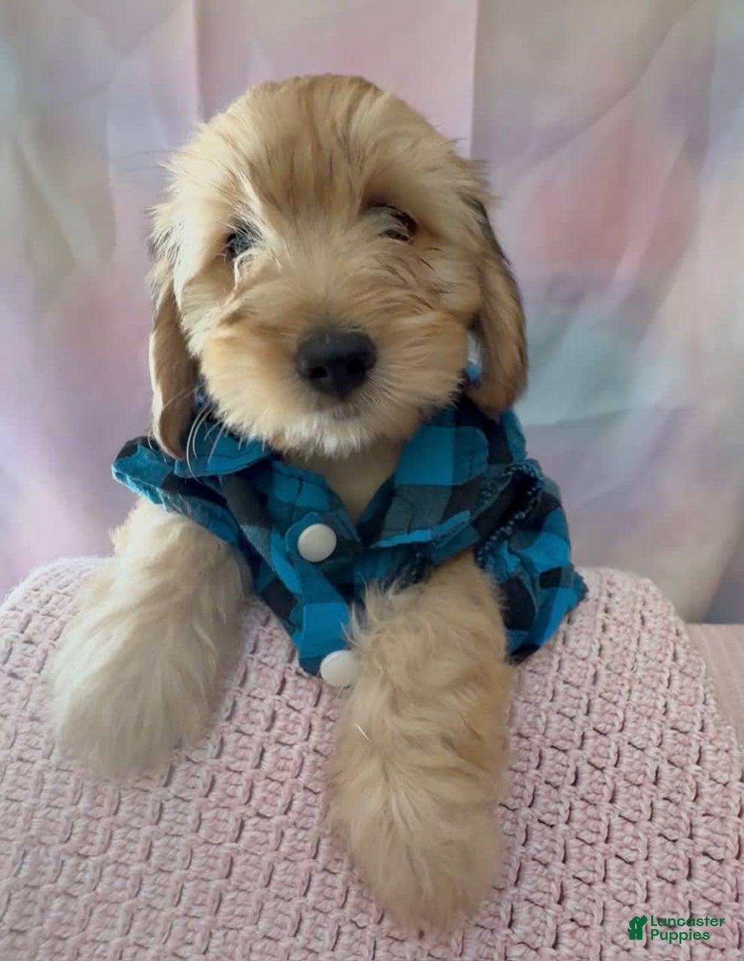 Beagle dogs for sale: Bassetdoodles - Image 18