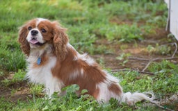 Cavalier King Charles Spaniel dogs for sale: Charlie - Image 11
