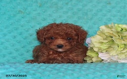 Toy Poodle dogs for sale: Buster - Image 3