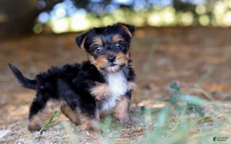 Yorkshire Terrier dogs for sale: Cooper - Image 3