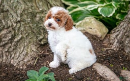 Toy Poodle dogs for sale: Tipsy - Image 5