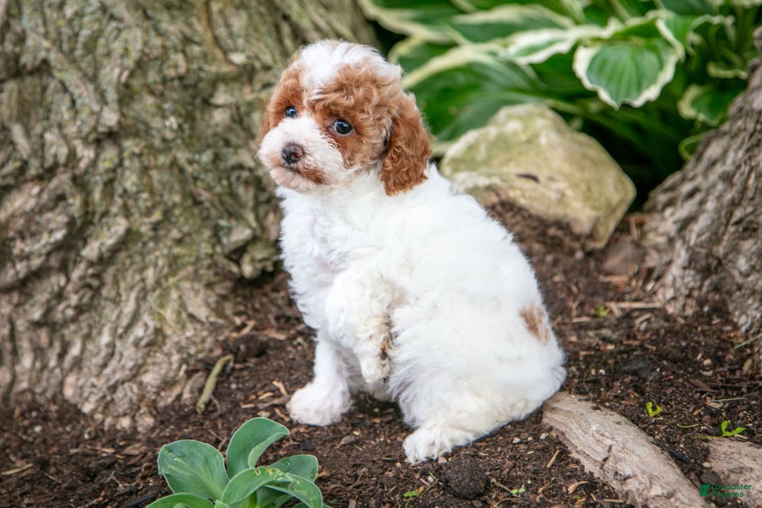 Toy Poodle dogs for sale: Tipsy - Image 5