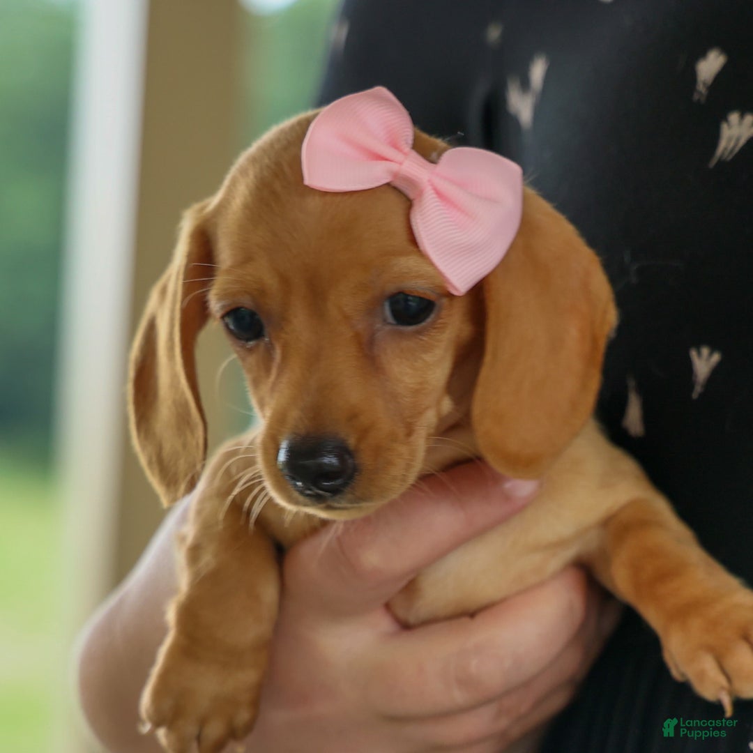 Miniature Dachshund dogs for sale: Miniature Dachshund 3 puppies - Image 18