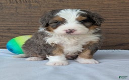 Mini Bernedoodle dogs for sale: Louie - Image 19