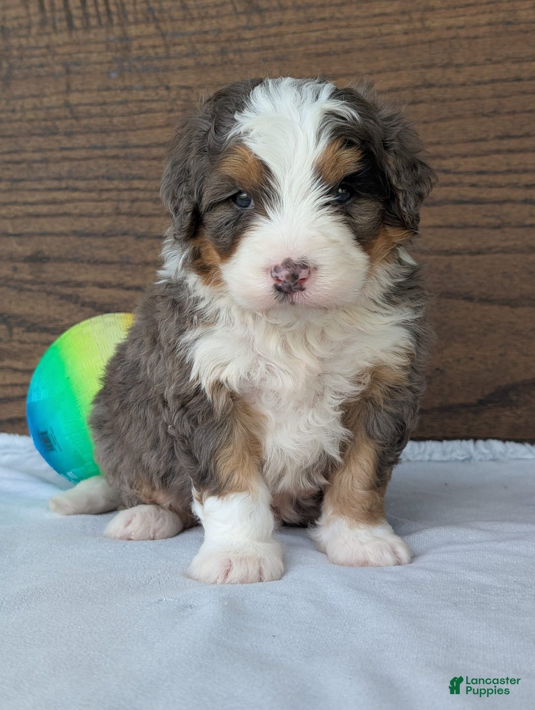 Mini Bernedoodle dogs for sale: Louie - Image 19