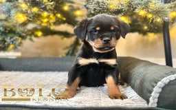 Rottweiler dogs for sale: Eve - Image 1