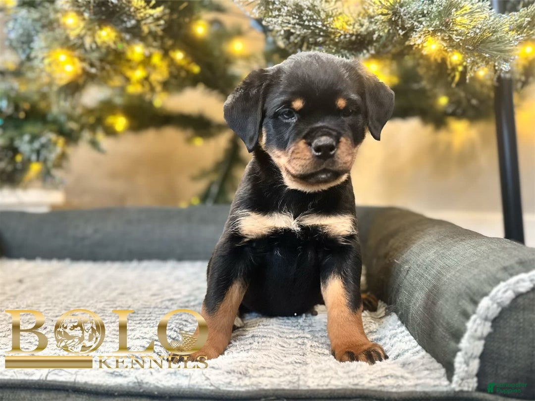 Rottweiler dogs for sale: Eve - Image 1