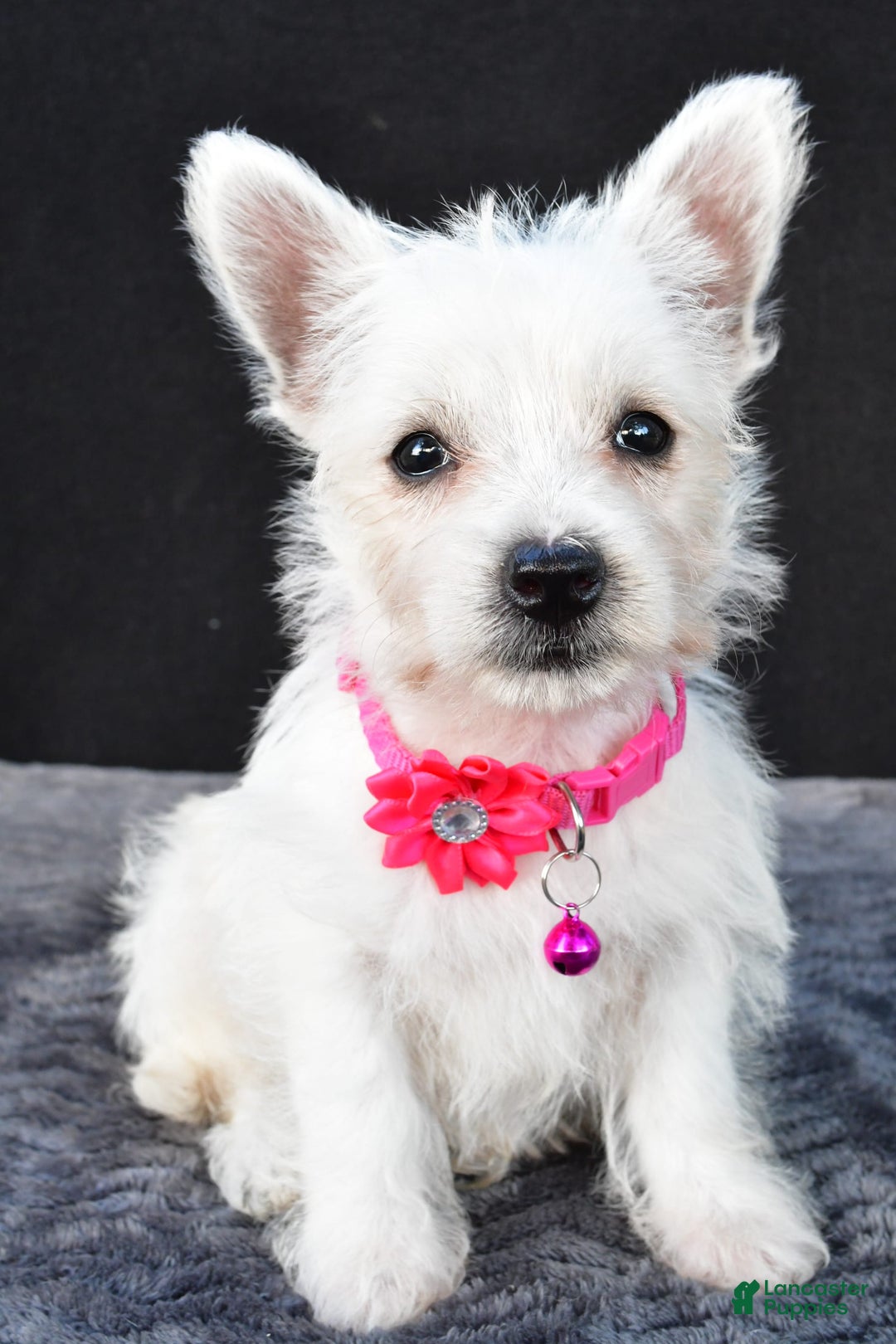 West Highland Terrier dogs for sale: Novella - Image 8