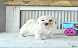 Maltipoo dogs for sale: Maverick - Image 2