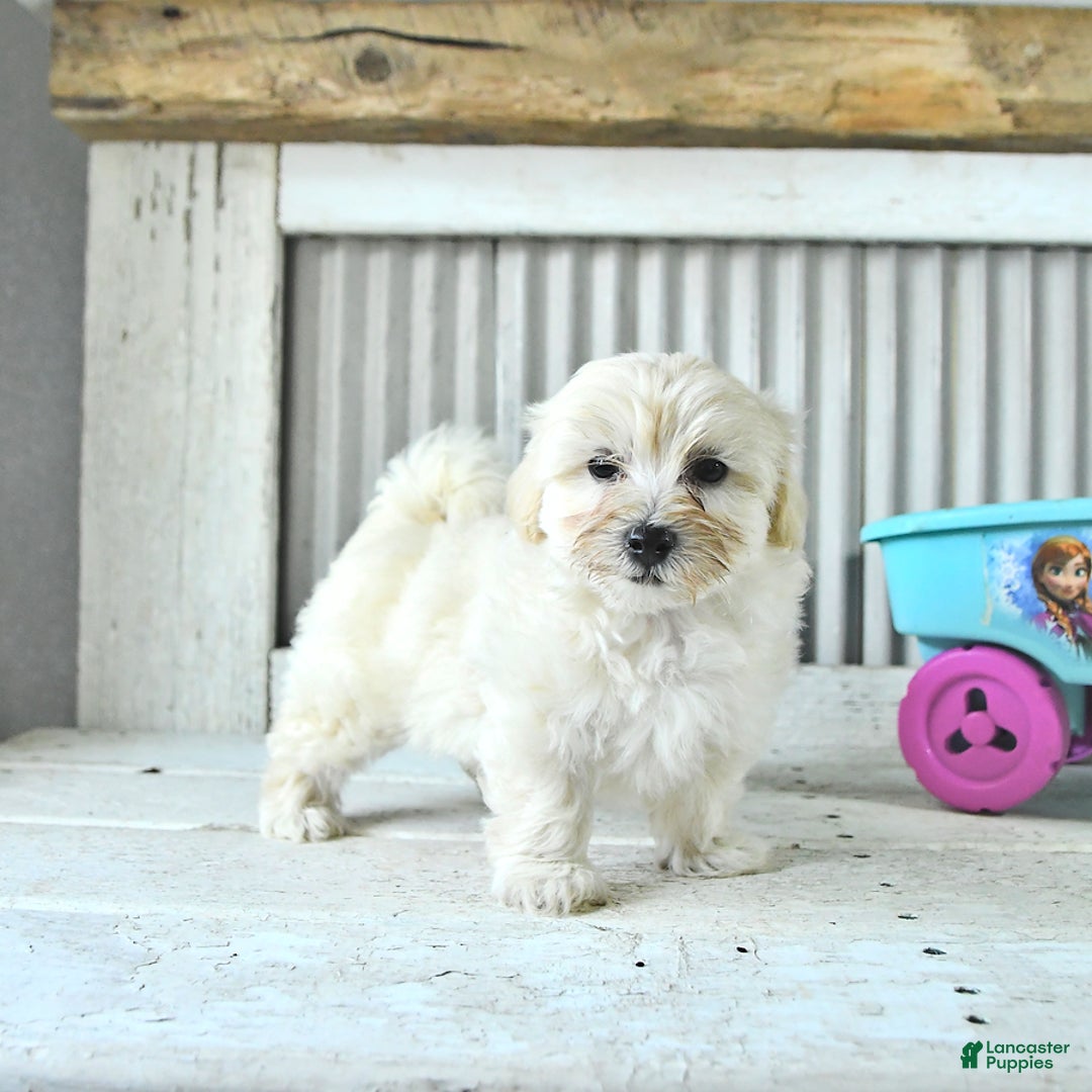 Maltipoo dogs for sale: Maverick - Image 2