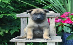 Belgian Malinois dogs for sale: Belgian Malinois 9 puppies - Image 24