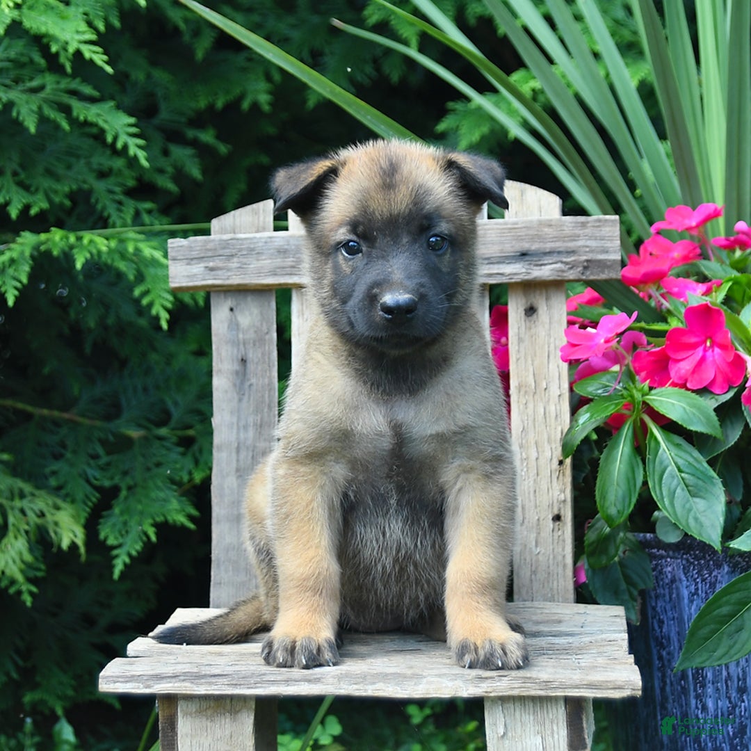 Belgian Malinois dogs for sale: Belgian Malinois 9 puppies - Image 24