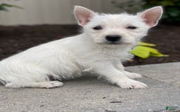 West Highland Terrier dogs for sale: Willow - Image 3