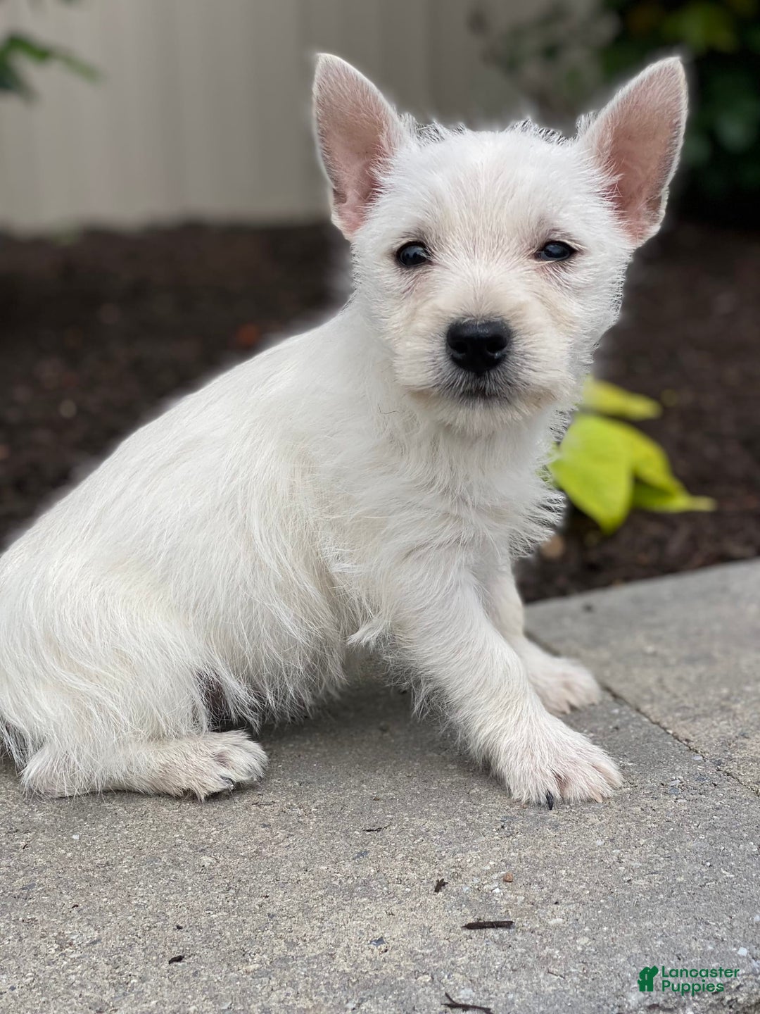 West Highland Terrier dogs for sale: Willow - Image 3