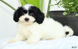 Cavapoo dogs for sale: Gloria - Image 5