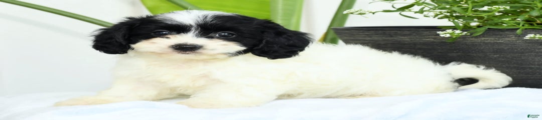 Gloria