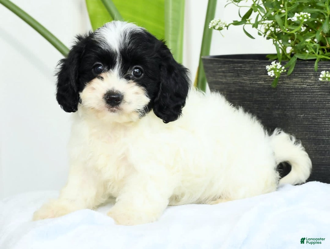 Cavapoo dogs for sale: Gloria - Image 5