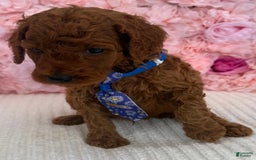 Standard Poodle dogs for sale: Zabai AKC - Image 4