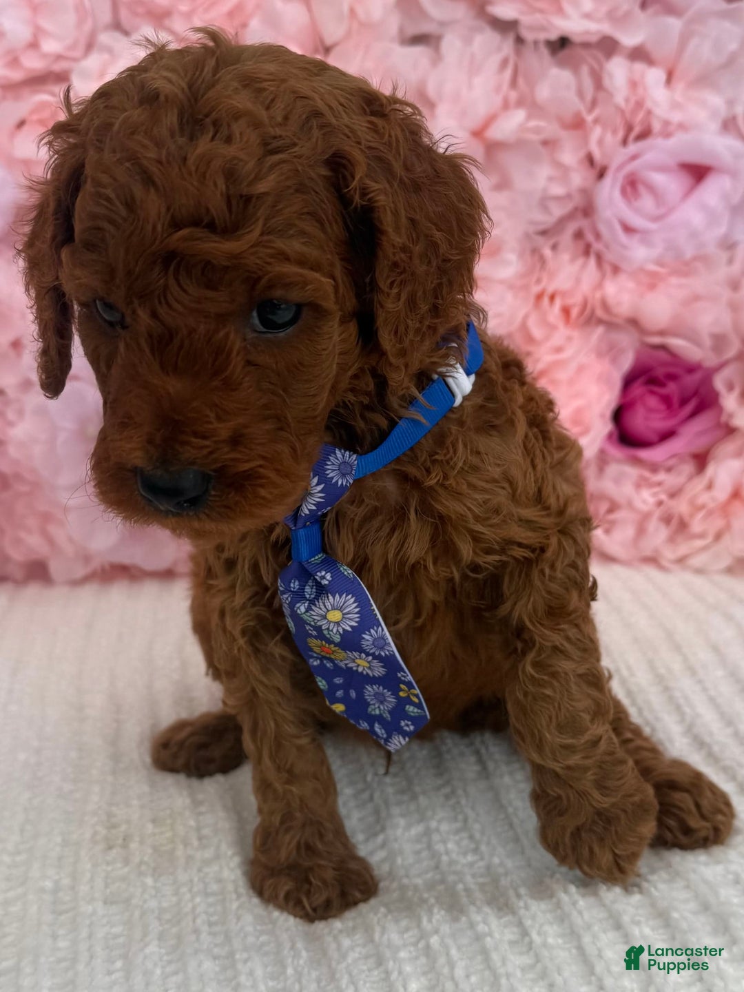Standard Poodle dogs for sale: Zabai AKC - Image 4