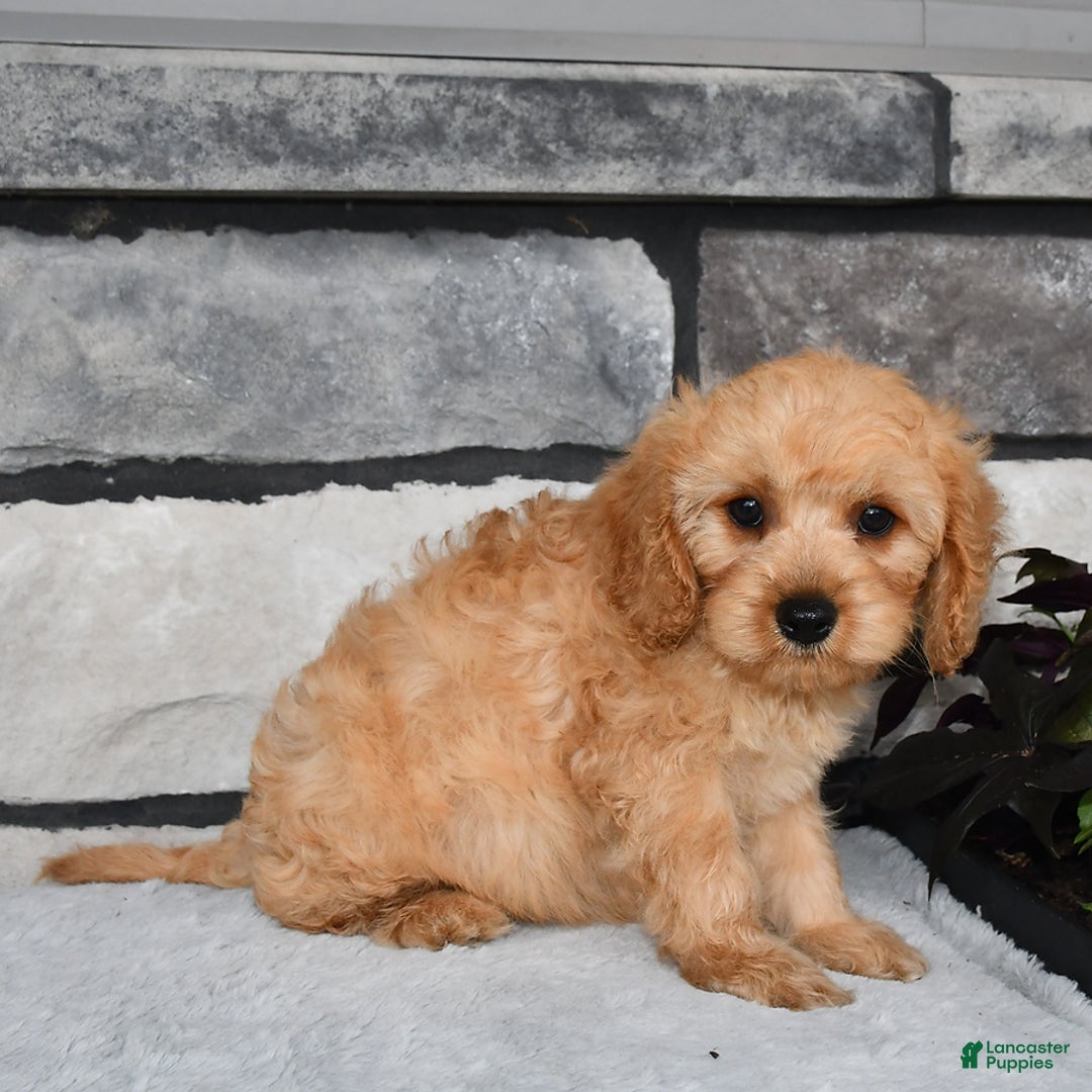 Cavapoo dogs for sale: Brady - Image 2