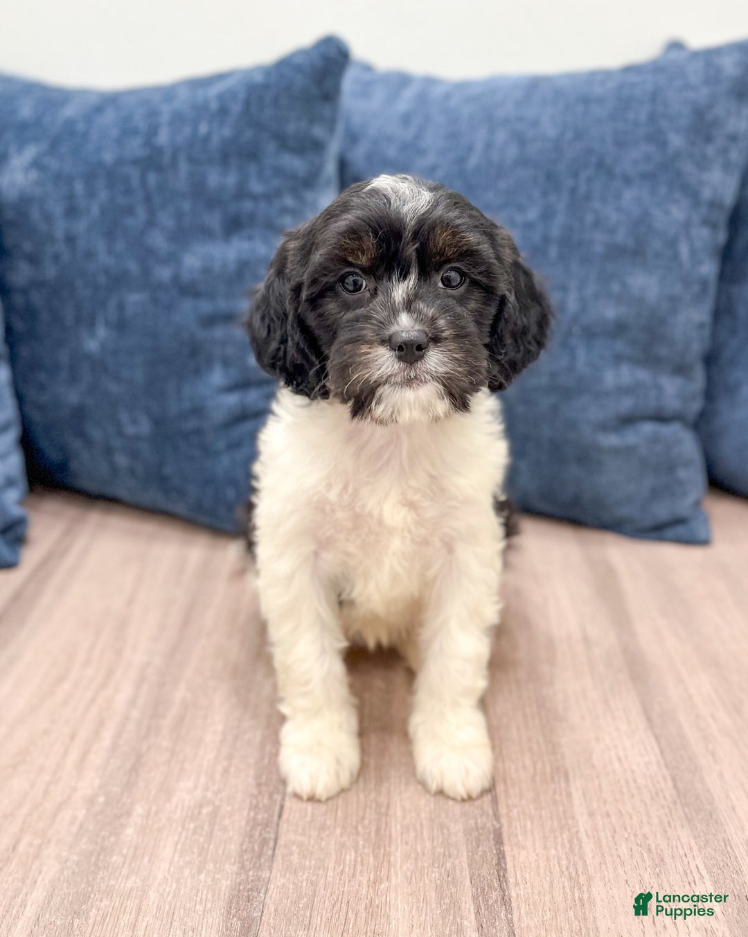 Cavapoo dogs for sale: Callie - Image 1