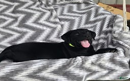 Labrador Retriever dogs for sale: Cole - Image 6
