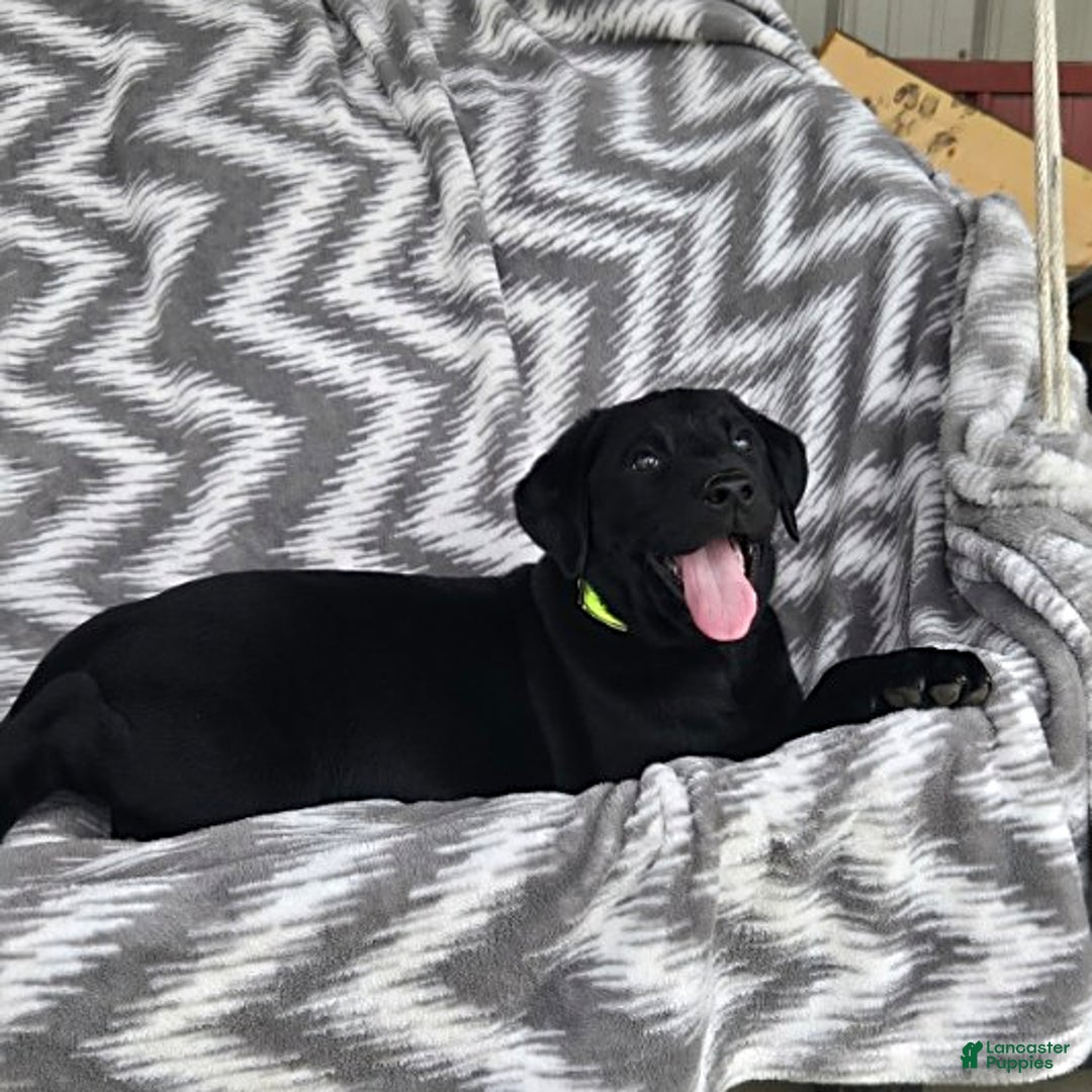 Labrador Retriever dogs for sale: Cole - Image 6